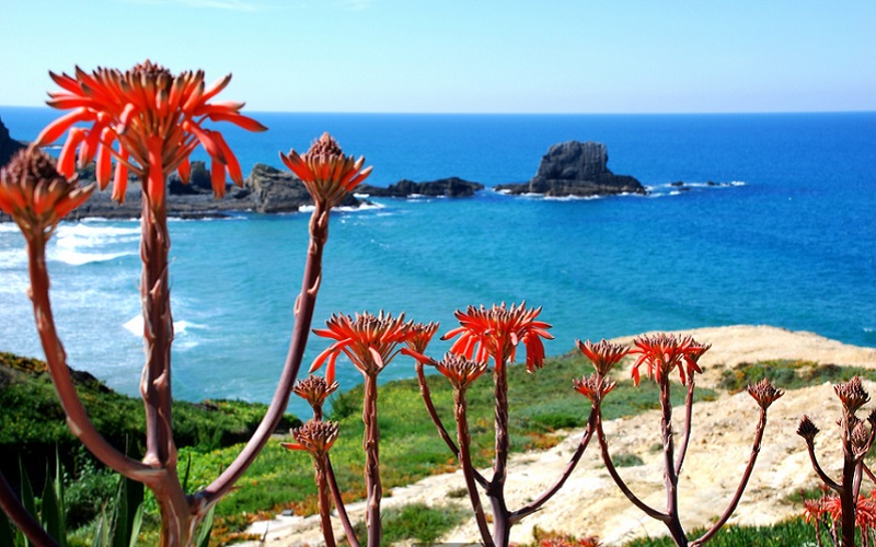 /fileuploads/COSTA VICENTINA/quintadosardanito_costa_vicentina_zambujeiradomar_alentejo_turismo PRAIA_PRAIA_ZAMBUJEIRA DO MAR_5.jpg